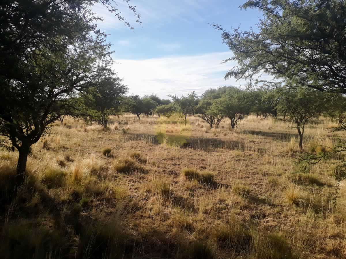 Campos de La Pampa