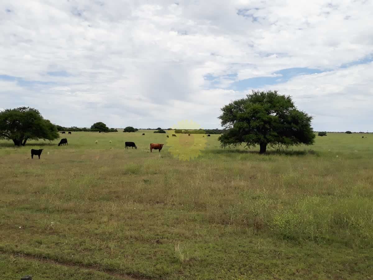 Campos de La Pampa